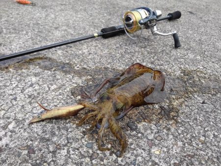 風吹く越前海岸でエギング